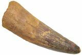 Fossil Spinosaurus Tooth - Huge Dinosaur Tooth #230550-1